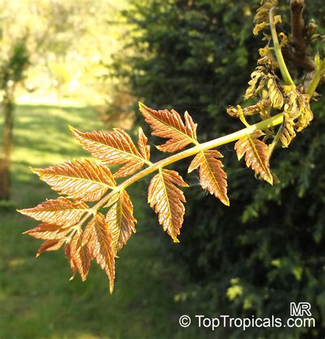 Koelreuteria Paniculata Golden Rain Tree Varnish Tree Chinese Flame