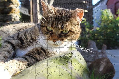 Jigsaw Puzzles @ Happy Waggy Tails, Free Online Jigsaw Puzzles of Cats ...