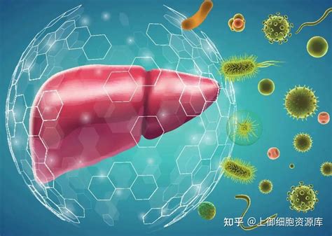 全国爱肝日 一文读懂干细胞在肝脏疾病中的应用！ 知乎