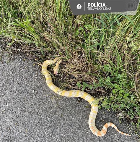 Obrovsk Hady Na Ceste Toto By Ste Na Slovensku Ne Akali Policajti