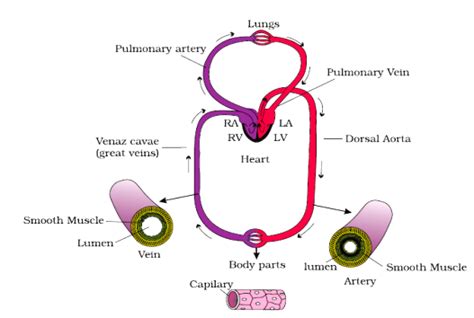 Body Fluids And Circulation Cbse Revision Notes