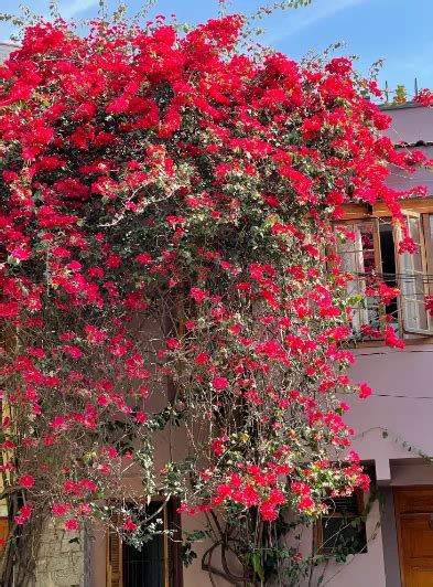 Primavera Variegata Vermelha Orquidario Em Mogi Mirim SP As Mais