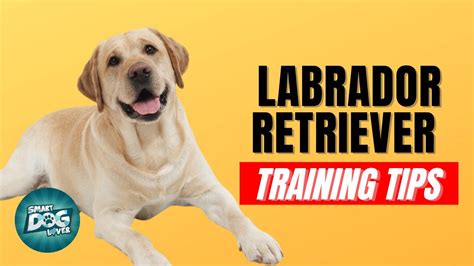 How To Train Your Labrador Retriever Best Labrador Retriever Puppy