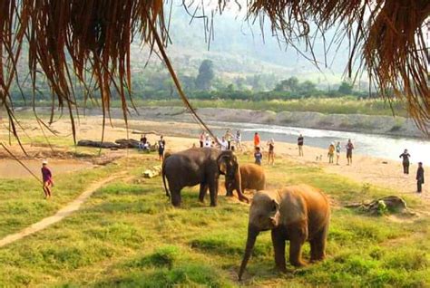 A Tour of Elephant Nature Park, Thailand