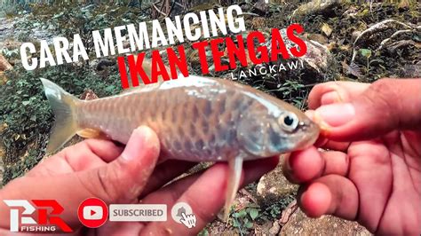 MEMANCING IKAN TENGAS DI PULAU LANGKAWI RR FISHING YouTube