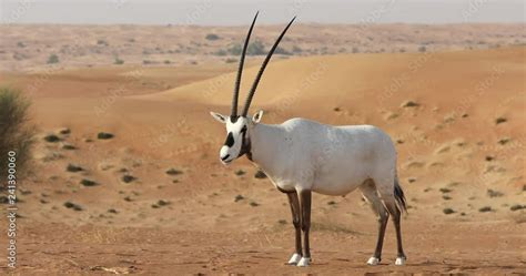 Endangered White Arabian Oryx Oryx Leucoryx In Dubai Desert