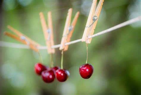 20 Different Types of Cherry Trees