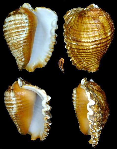 Gastropoda Stromboidea Species Lobatus Galeatus Species Sea