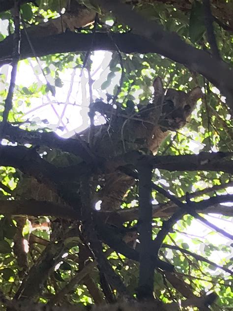 Apareci Un Puma En El Patio De Una Casa En Lanteri Via Libre