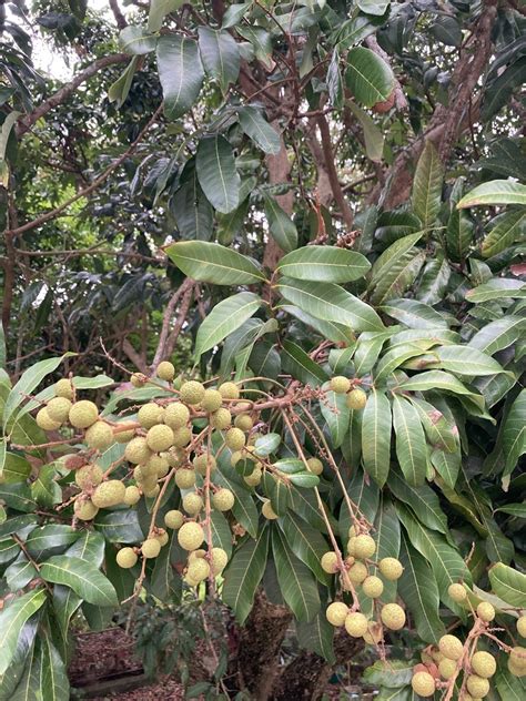 Longan From Lantau Island Mui Wo New Territories HK On May 31 2021