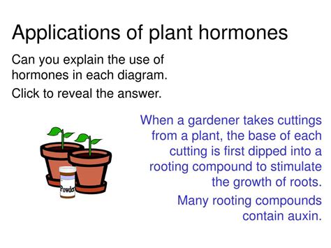 Ppt Plant Hormones Powerpoint Presentation Free Download Id6223870