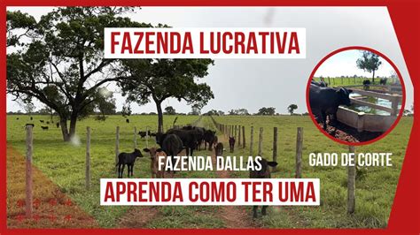 Aprenda Estrat Gias De Uma Fazenda Lucrativa Gado De Corte