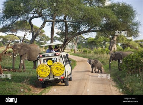 African Elephants Crossing Road In Front Of A Car Hi Res Stock