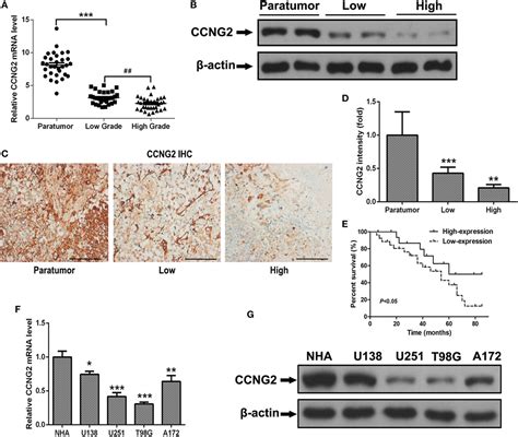 Frontiers Ccng2 Overexpression Mediated By Akt Inhibits Tumor Cell