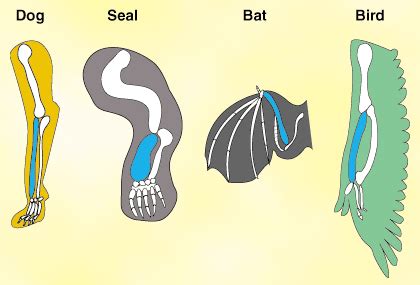 Quia Evidence Of Evolution Matching