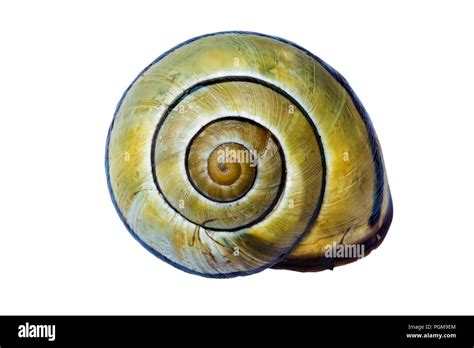 Fibonacci Sequence Shell