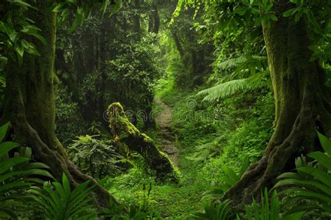 Jungle Profonde Asiatique Du Sud Est Image Stock Image Du Nature