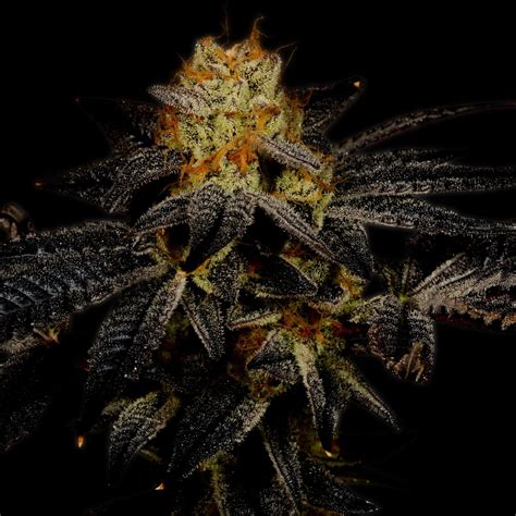 Purple Kush Auto Seeds Premium Cultivars