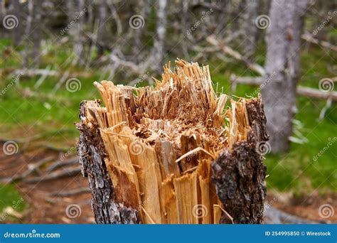 Close Up View Of A Tree Cut Broken Wood Under The Sunlight Stock