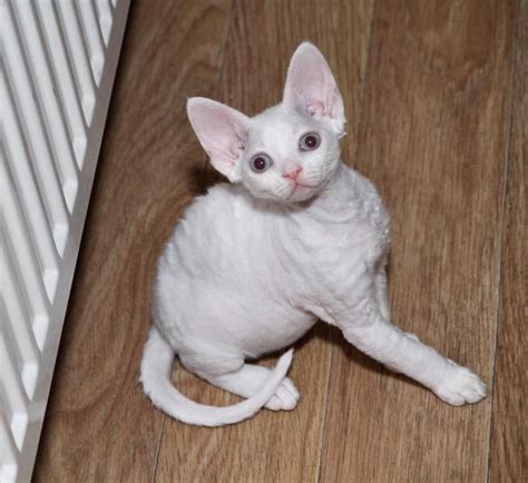 Cornish Rex Cat Sphynx Devon Cats Animals Gatos Animales