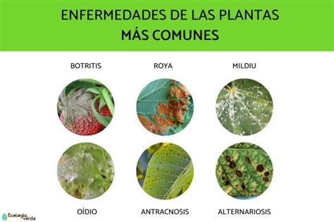 3 Prácticas Para Reducir El Uso De Pesticidas En La Sanidad Vegetal