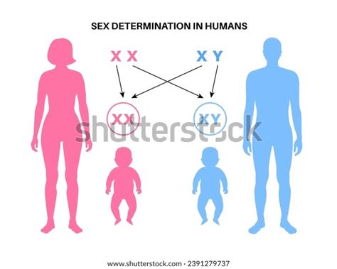 Sex Determination Humans Development Sexual Characteristics Stock