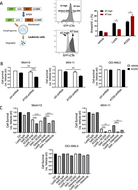 Autophagy Inhibition Reduces Growth Of Flt3 Itd Cells And Enhances