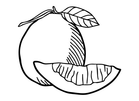 Pomelo Para Colorear Y Pintar Im Genes Para Dibujar Gratis