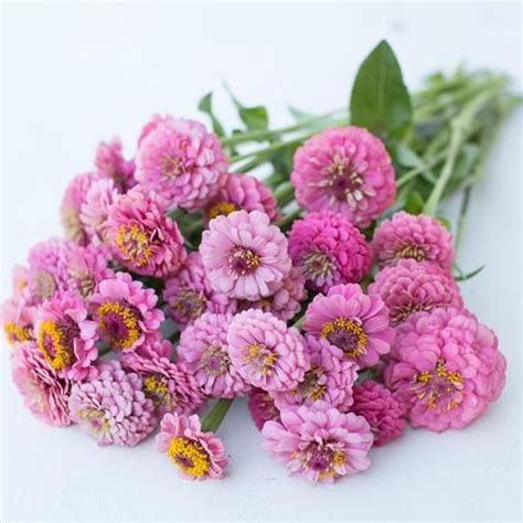 Zinnia Oklahoma Pink | Zinnias, Flower farm, Zinnia elegans