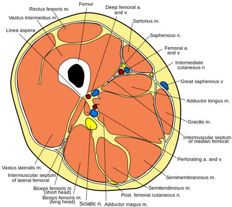 Quadricipite Femorale Anatomia E Biomeccanica La Scienza In Palestra