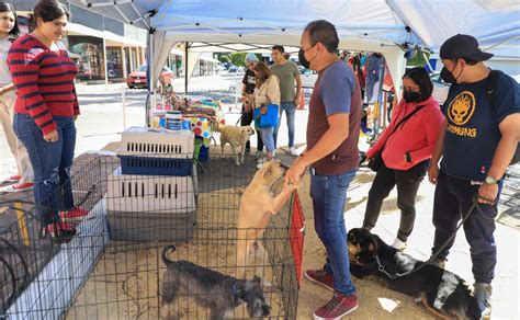 FERIA DE ADOPCIÓN DE MASCOTAS El Universal Puebla