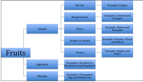 Classification Of Fruits Fruit Study Biology Types Of Fruit - Bank2home.com