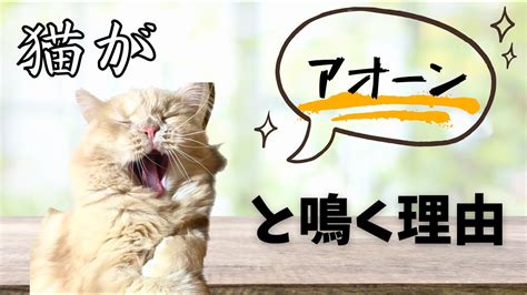 【鳴き声の秘密】猫が「アオーン」と鳴く理由について！どんな気持ち？？ Youtube