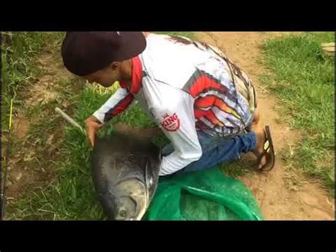 Pesca Esportiva Os Grandes Tambas YouTube