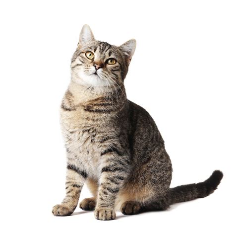 American Shorthair Breed Information | Savannah Cat Characteristics ...