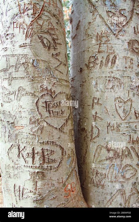 Initials Carved In Tree Drawing Initials Carved Into A Tree Stock Photo