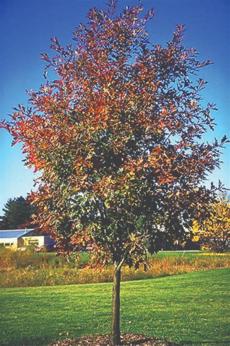 Quercus Rubra Northern Red Oak Jim Whiting Nursery