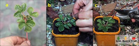 Making your own strawberry runners propagation - Leaf, Root & Fruit ...