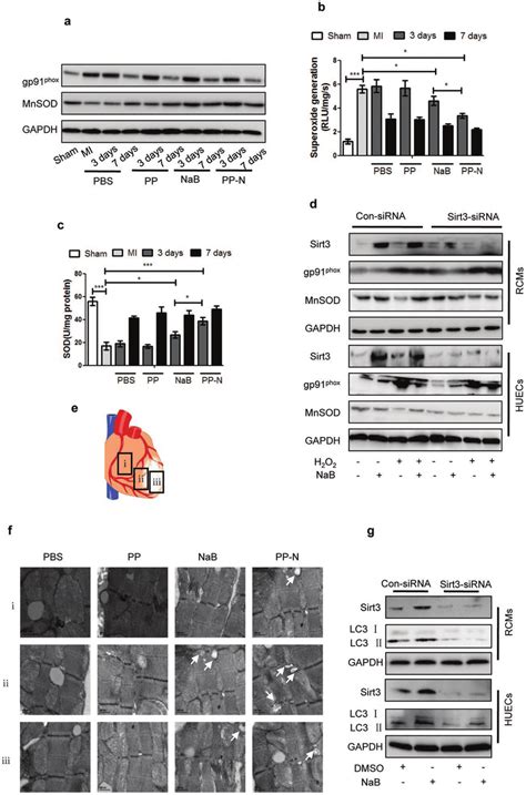 The Effect Of Pp N On Ros Generation And Autophagy With Sirt