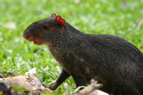 Mexican Agouti Stock Photo Image Of America Agouti 13256550