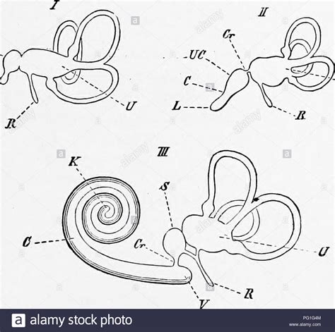 Ear canal diagram hi-res stock photography and images - Alamy