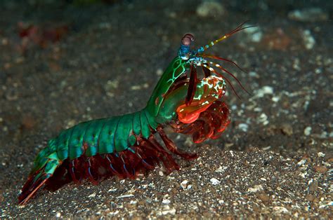 Mantis Shrimp Background Wallpapers 74942 Baltana