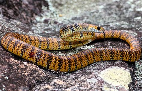 Hydrophis Belcheri Commonly Known As The Faint Banded Sea Snake Or