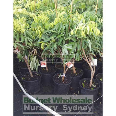 Lychee plant Large 250mm pot | Budget Wholesale Nursery Sydney