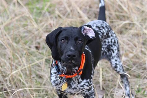 Black German Shorthaired Pointer German Shorthaired Pointer Dog