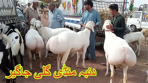 Best Dumba Collection For Qurbani Eid Ul Adha Or Bakra Mandi Gali