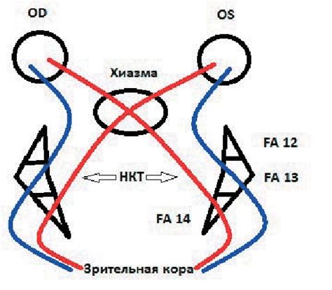 Diagrammatic Representation Of Topography The Crossed And Non Crossed Download Scientific