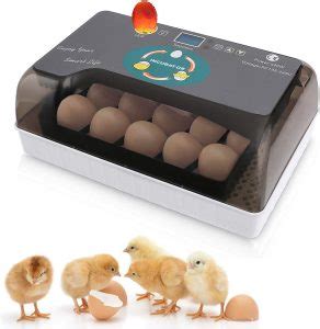 Top Best Egg Incubators In Reviews Guide