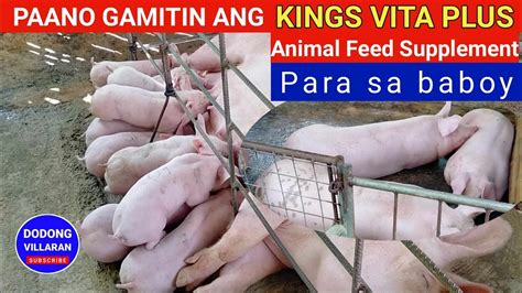 Paano Gamitin Ang Kings Vita Plus Sa Biik Inahing Baboy At Barako