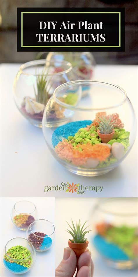 Make These Colorful Terrariums To Brighten Up Your Day Air Plant